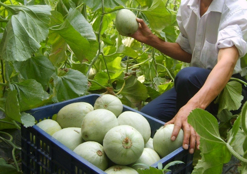 圖片 圖片