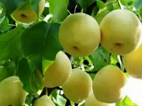 圖片 圖片